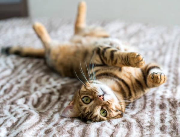 Algunos gatos buscan llamar la atención más de lo común.