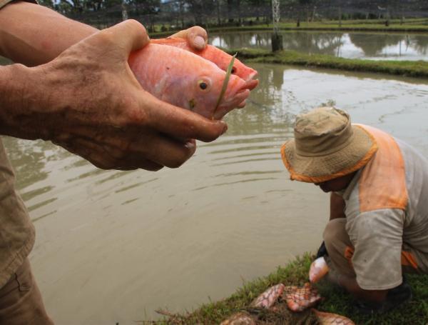 Cada tres meses aproximadamente sacan entre 15 y 20 canastillas de mojarra y cachama, para la venta.