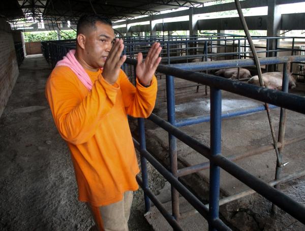 Son seis los reclusos que trabajan en el proyecto de porcicultura,