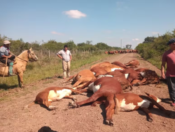 Familia arreaba a su ganado para llevarlo al corral comunitario y vacunarlo contra la fiebre aftosa.