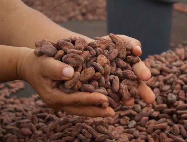 Cacao