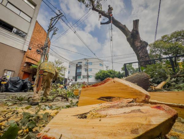 Tala de árboles, Medellín.