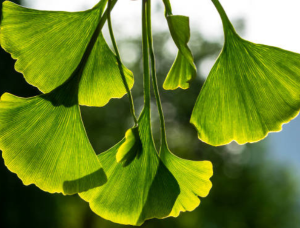 Ginkgo biloba