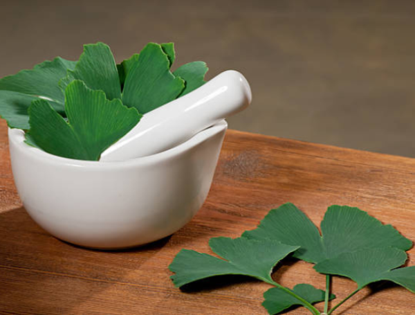 Ginkgo biloba