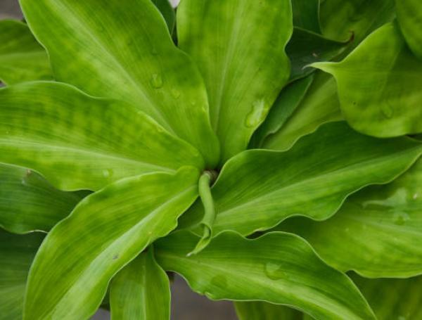 ¿Qué debo saber sobre esta planta?