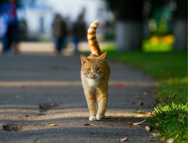 Gato
