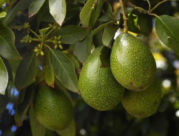 Aguacate