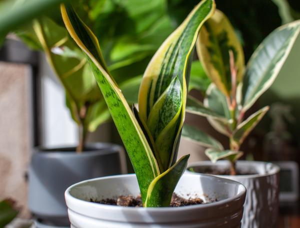 La Sansevieria trifasciata, conocida como "Lengua de suegra"