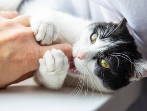 gato