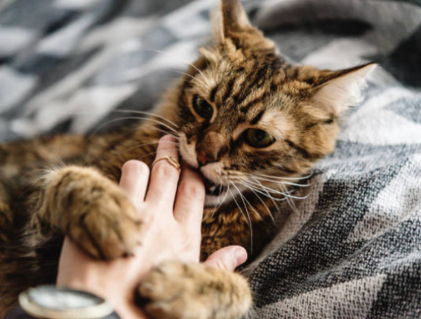 gato