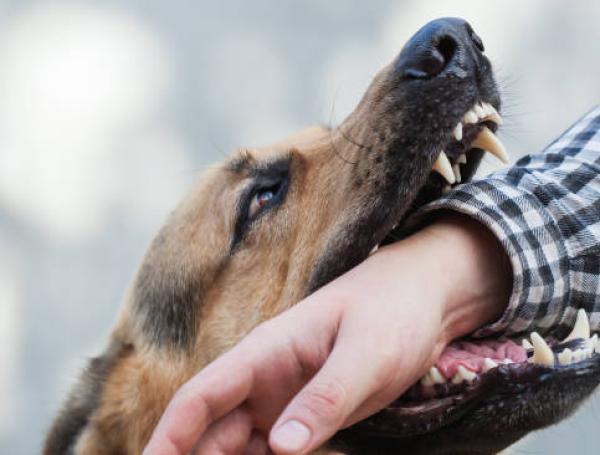 Perros peligrosos