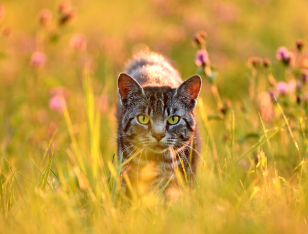 Gato