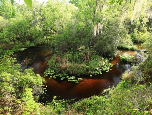 Tiger Creek en el lago Kissimmee