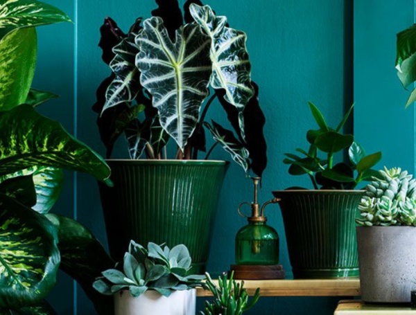 Plantas