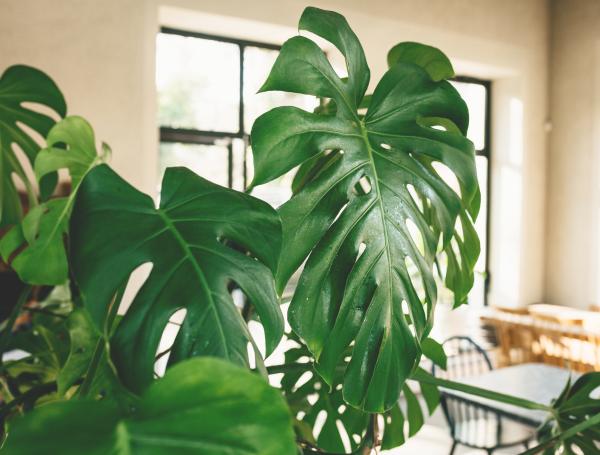 Planta