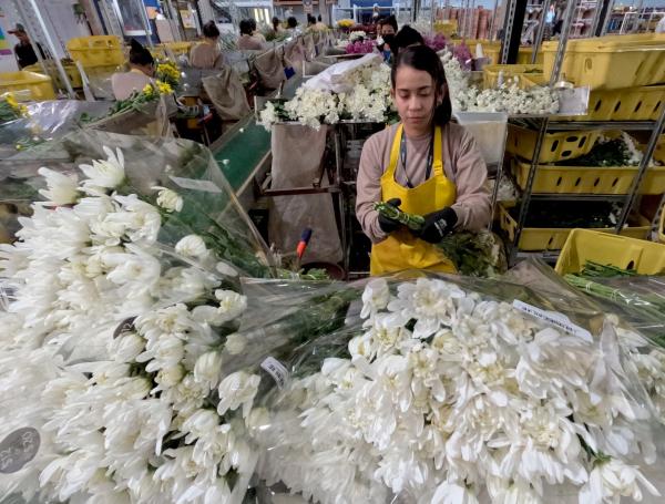 En 2024 el país exportó 2.359 millones de dólares y alrededor de 332.000 toneladas en flores.