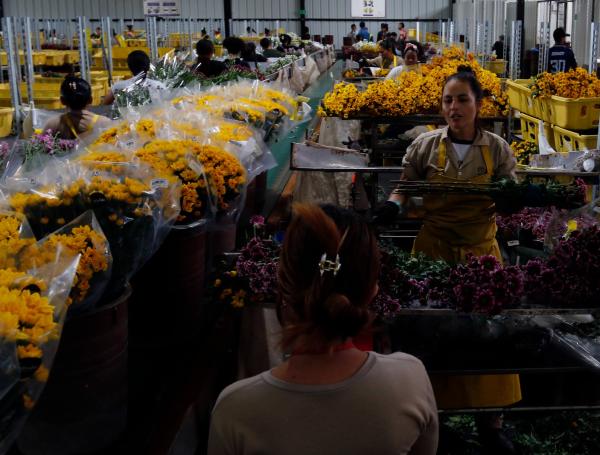 En el terreno son cultivadas más de 65 variedades de crisantemo de colores amarillo, rosado y blanco.