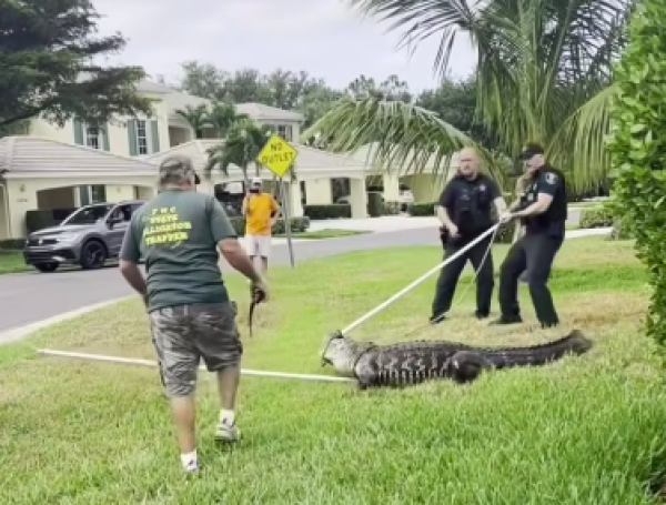 Caimanes en Florida