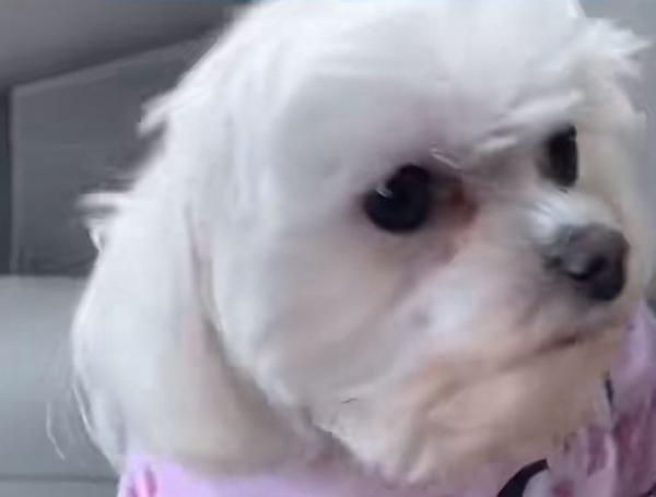 Así luce la perrita en la actualidad.