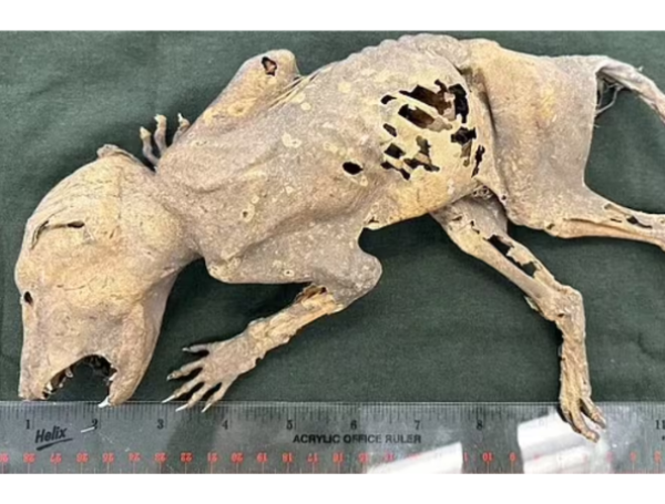 criatura