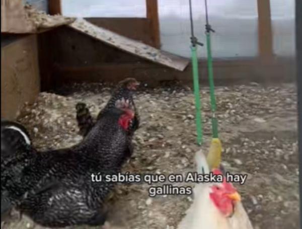 gallinas