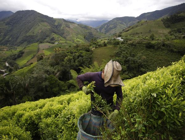 El Plateado, sur del Cauca