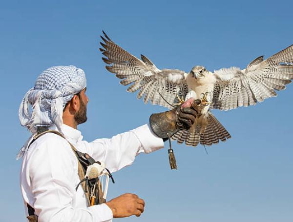 halcones