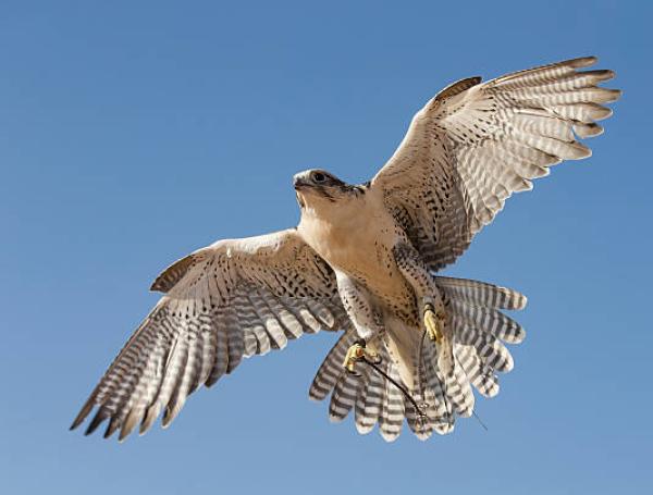 halcones