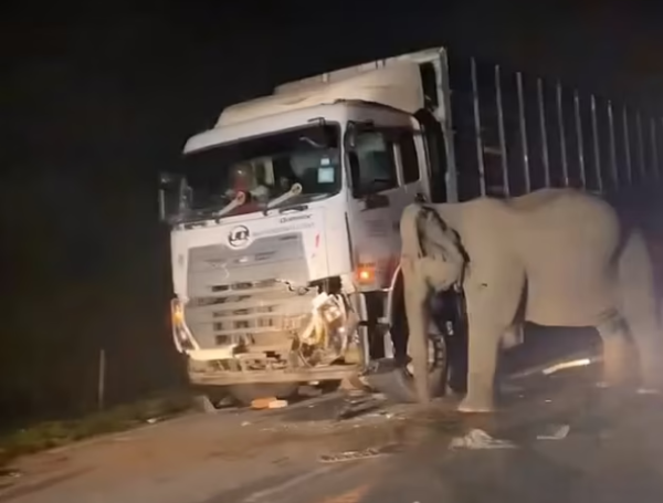 elefante