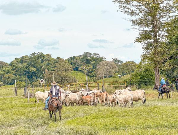 Se recuperaron más de dos mil hectáreas
