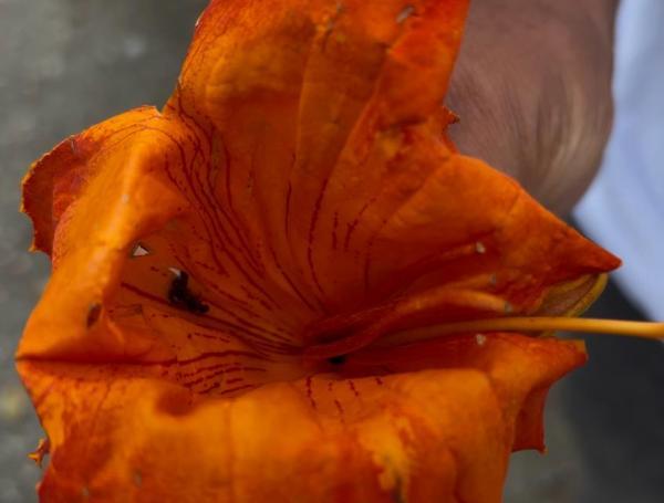 Tulipán Africano, especie que amenaza a las abejas.