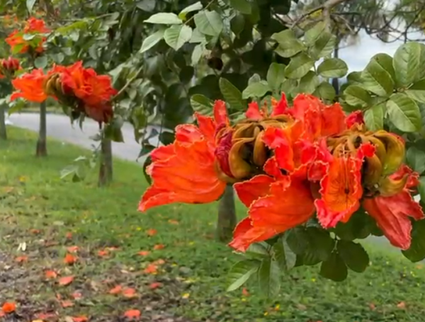 Tulipán Africano, especie que amenaza a las abejas.