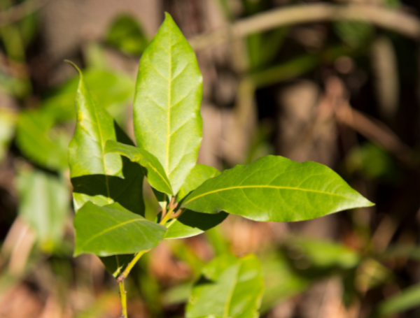 Laurel