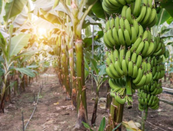 banano