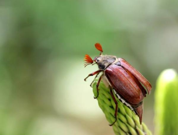 insectos
