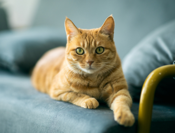 Gatos