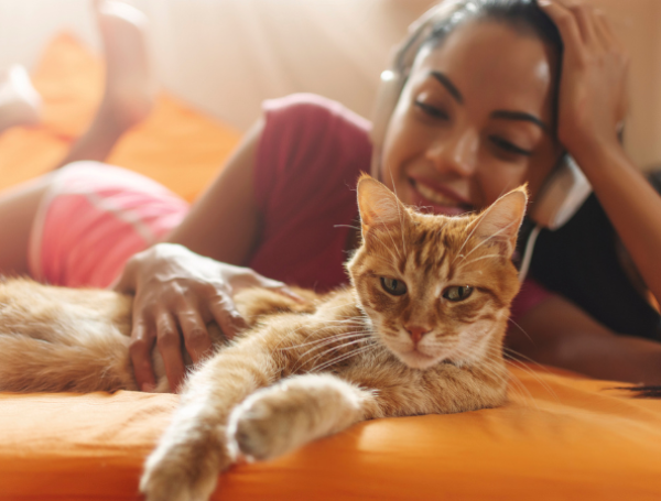 Gatos