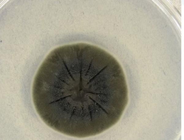 Este es Cladosporium sphaerospermum, el hongo que la ciencia tiene en la mira.