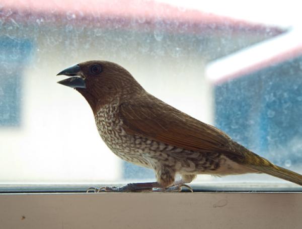 pajaro