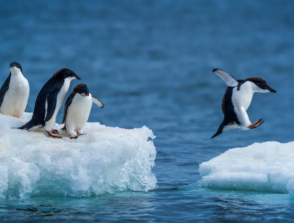 pingüinos