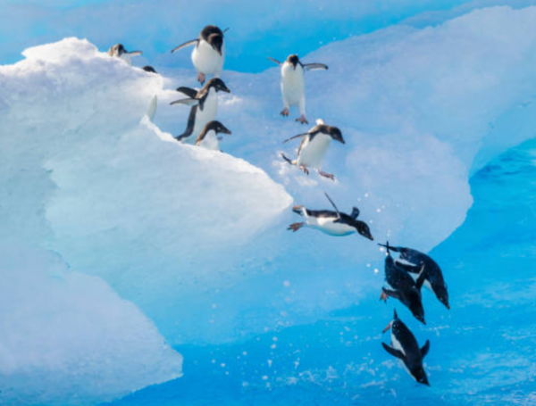 pingüinos