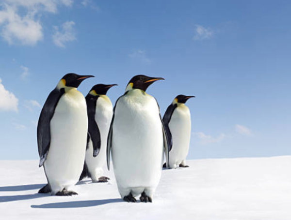 pingüinos