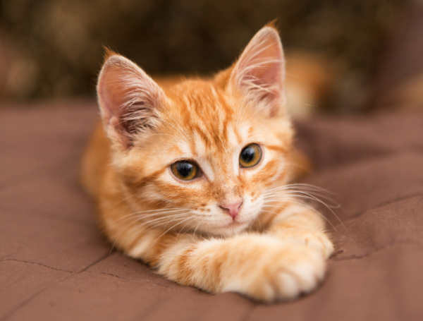 Gatos