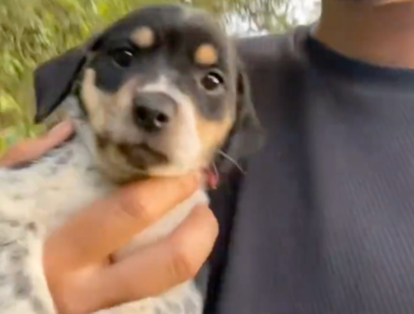 perrita