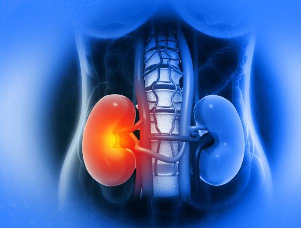 La proteína klotho también tiene efectos antiinflamatorios, antioxidantes y regula el fósforo y el calcio en el cuerpo.