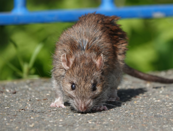 Ratas