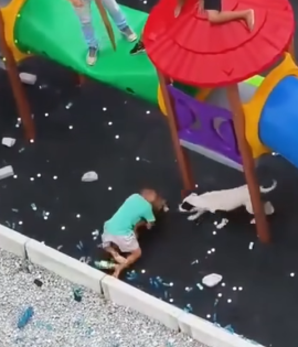 Video | Dos niños fueron brutalmente atacados por perros pitbull ...