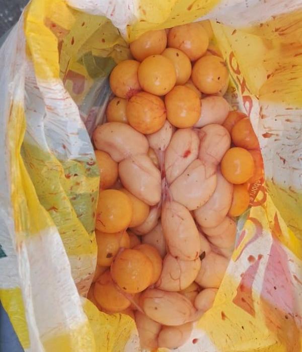 Huevos de iguana Atlántico