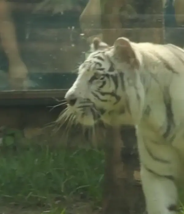 Voceras del Zoológico de Cali explicaron cómo se dio la muerte de Indira, tigrega de Bengala muerta en ataque de su hijo, Canú.
