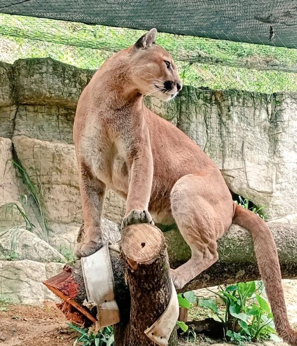 Orus llevaba viviendo en el Zoológico de Cali cuatro años.